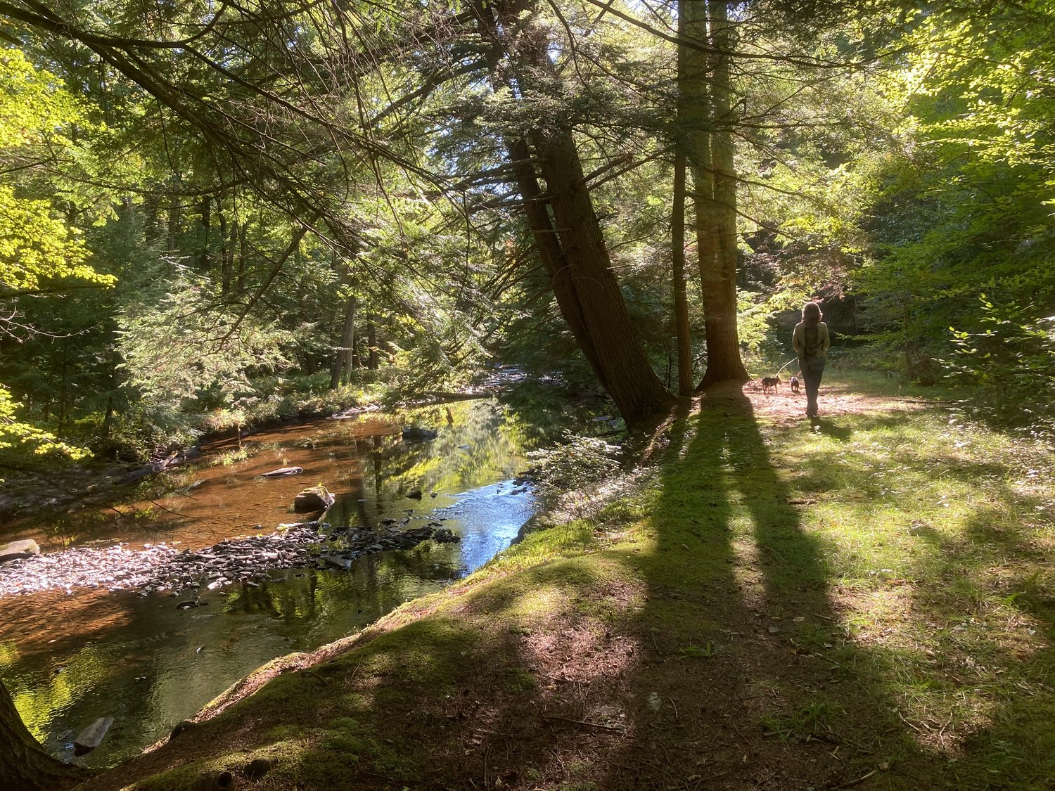 The simple act of taking a walk through the forest or along a sparkling waterway like this one in Pike County, PA can reduce anxiety and restore a sense of peace and perspective. Take a dog along and be inspired by its highly engaged sensory appreciation of the experience.